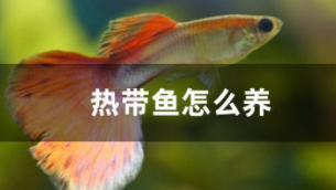 热带鱼怎么喂养（热带鱼饲养奇招妙术）