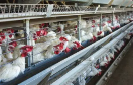 养什么好养简单又挣钱（在家里养什么最挣钱）