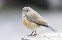 识鸟小程序（识鸟小程序哪个好）