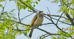 怎么识别鸟类种类（怎么识别鸟的种类）