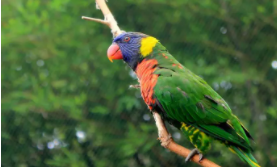 各种鸟的价格表市场价（鸟类市场价格）