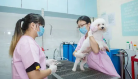 长沙有大型正规的宠物医院吗（长沙有哪些正规的宠物医院）