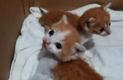 上海猫咪市场在哪（上海哪有猫市场）