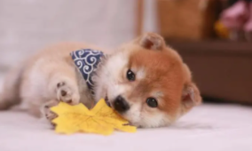 为什么柴犬不能打狂犬疫苗（柴犬可以不打疫苗吗）