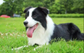 边牧市场价多少钱一只（边牧犬市场价多少钱）