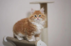 西伯利亚森林猫怎样看猫龄（西伯利亚森林猫幼猫）