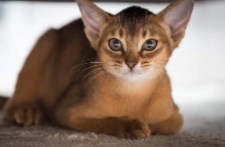 阿比西尼亚猫平均寿命（阿比西尼亚猫能长到多重）