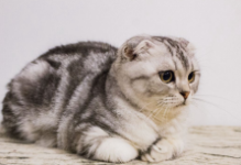 折耳猫什么颜色最贵（折耳猫寿命一般多少年）