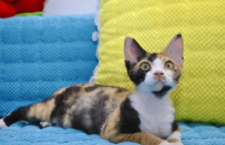 德文猫寿命一般多少年（德文猫寿命一般多少年了）