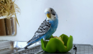 宠物鸟排行榜前十名（宠物鸟排行及价格）