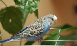 卫生又好养的小型宠物（卫生又好养的小型宠物便宜）