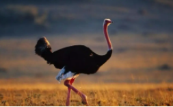 一只大鸵鸟能卖多少元（大鸵鸟多钱一只）