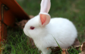 宠物用品一手货源批发市场（宠物用品一手货源批发市场揭阳）