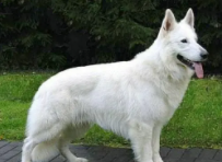 瑞士牧羊犬建议养吗知乎（养一只瑞士牧羊犬是什么体验）