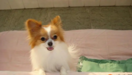 蝴蝶犬串串的性格（蝴蝶犬串串的性格特征）