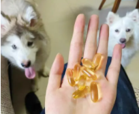 狗狗鱼油多久吃一次（狗狗鱼油的正确吃法）
