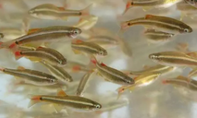 最耐养的冷水鱼（最耐养的冷水鱼小型观赏鱼招财）