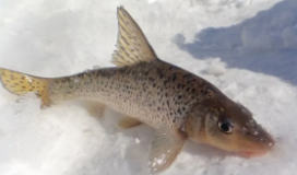 哪些鱼好养活又漂亮（哪些鱼好养又好看）