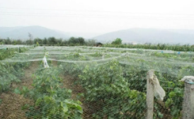 鸟网怎么使用方法图解（鸟网怎么使用方法图解哪里有卖）