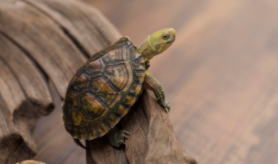 体型小又便宜的宠物（又小又便宜的宠物）