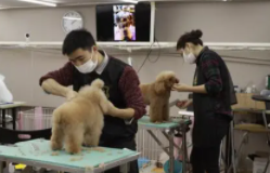 学宠物美容技术大概要多少钱（哪里可以学宠物美容大概需要多久）