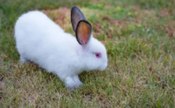 兔子养起来麻烦吗（养兔子很麻烦）