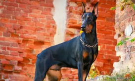 广州大型犬只禁养标准最新（广州大型犬只禁养标准最新规定）