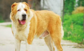 养过中亚牧羊犬的感受和体会（养过中亚牧羊犬的感受和体会怎么写）