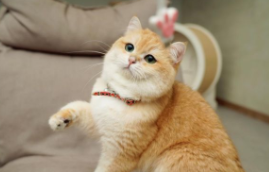 猫咪讨厌主人的十大特征（猫咪讨厌主人的十大特征是什么）