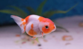 金鱼除了吃鱼饲料还吃什么东西（金鱼除了吃鱼食还吃啥）