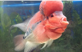 寿命长的小型观赏鱼（观赏鱼寿命排行榜）