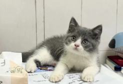 附近宠物猫回收店（附近哪里有回收猫的地方）