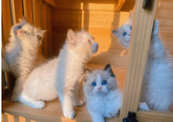 附近宠物猫回收店（宠物市场回收猫咪吗）