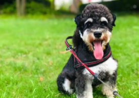 小型雪纳瑞犬正常体重（小型雪纳瑞犬正常体重多少斤）