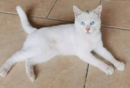 中华田园猫蓝眼睛白猫（中华田园猫蓝眼睛白猫颜值怎么样）