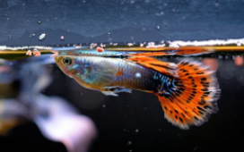 最容易养活的观赏鱼（容易养活的观赏鱼有哪些）