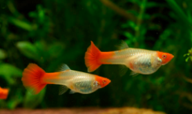 常见观赏鱼的品种介绍（常见观赏鱼品种大全）