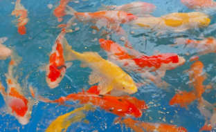 最好看的观赏鱼是什么鱼（最好看的观赏鱼排名）