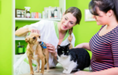 宠物照顾服务（宠物照顾服务项目概述）