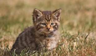 女生适合养的宠物（女生适合养的宠物是什么）