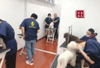 西安宠物学校培训学校（西安宠物学校培训学校地址）