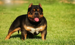 比特斗牛犬和法国斗牛犬的区别（比特和斗牛犬得区分）