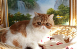 加菲猫一般要多少钱（加菲猫一般多少钱纯黄）