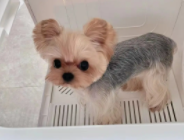 免费领养宠物的正规平台（同城免费领养宠物）