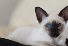 最萌的猫咪十大排名（最萌的猫咪十大排名榜）