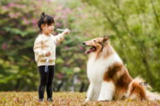 宠物和小朋友（宠物小朋友长什么样子）