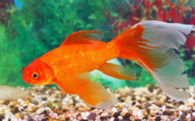 给孩子养什么宠物干净（给孩子养什么宠物安全）