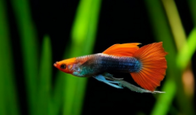 最好养的胎生小型观赏鱼（最好养的胎生小型观赏鱼图片）