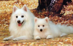 女生适合养的宠物大全（比较适合女生养的宠物）