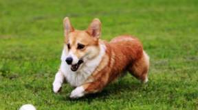 适合女生上班族养的狗（适合女生上班族养的狗有哪些）